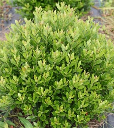 Inkberry Holly Strongbox®